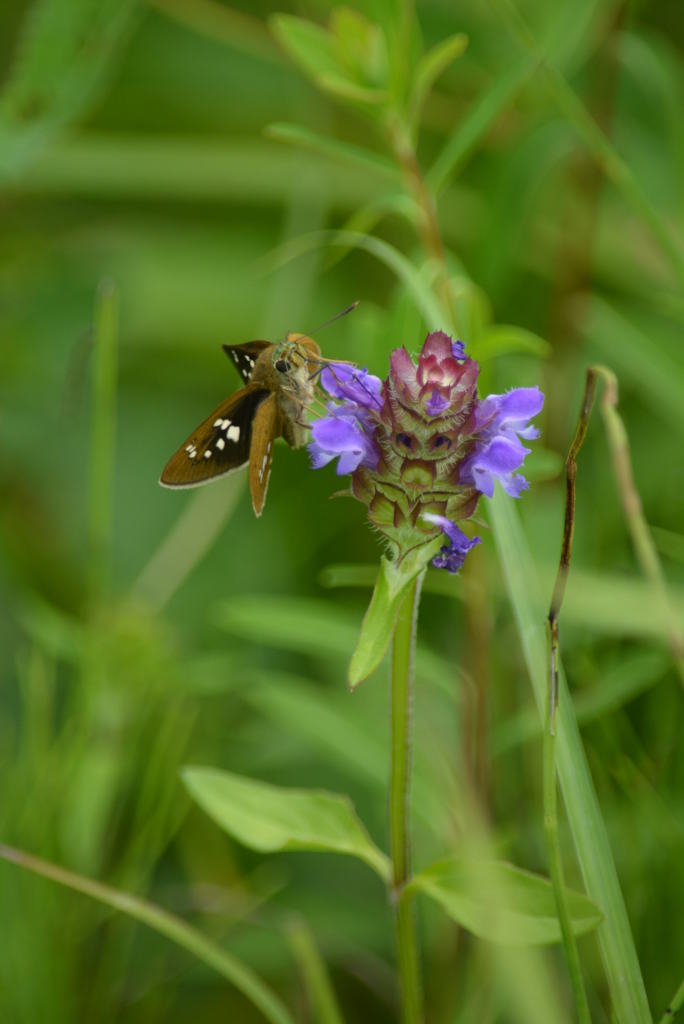 オオチャバネセセリ