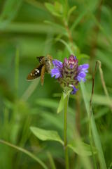 オオチャバネセセリ