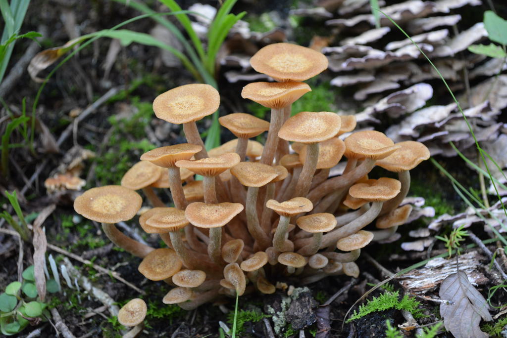 森の中　ナラタケモドキ