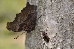 ルリタテハ  vs  ヨツボシオオキスイ