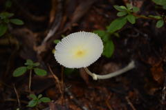 森の中　　キツネノハナガサ