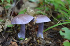 フウセンタケ科