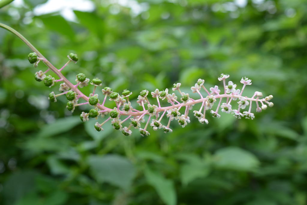 ヨウシュヤマゴボウ