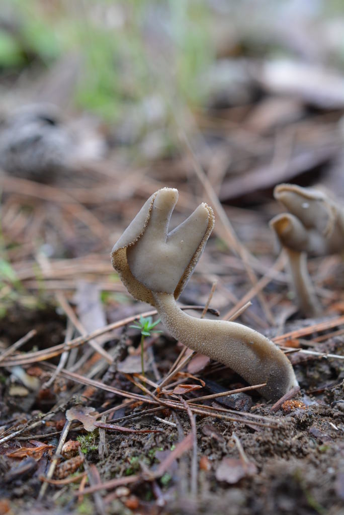 猫の顔　　ナガエノチャワンタケ