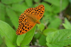 オオウラギンスジヒョウモン