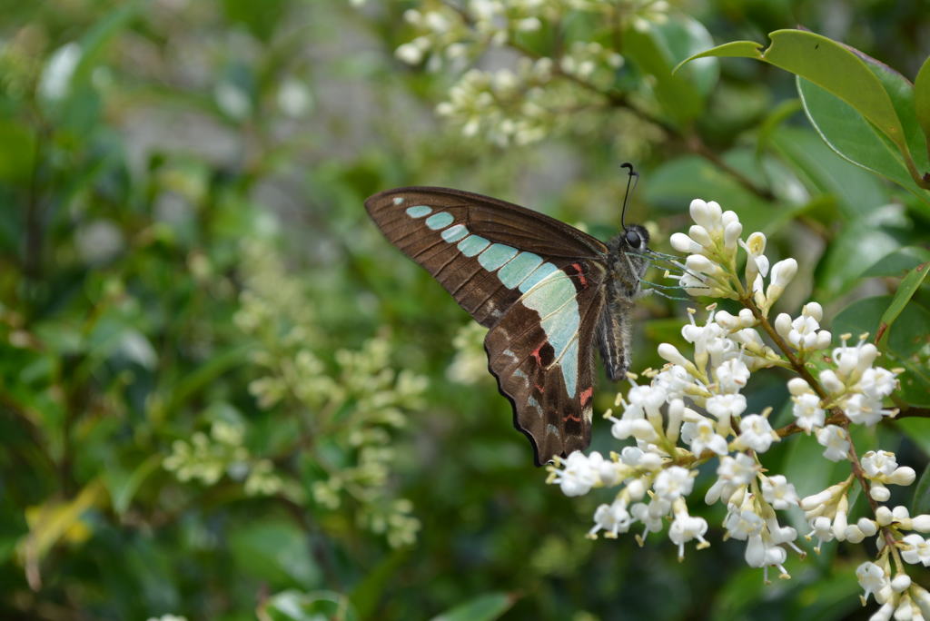 アオスジアゲハ