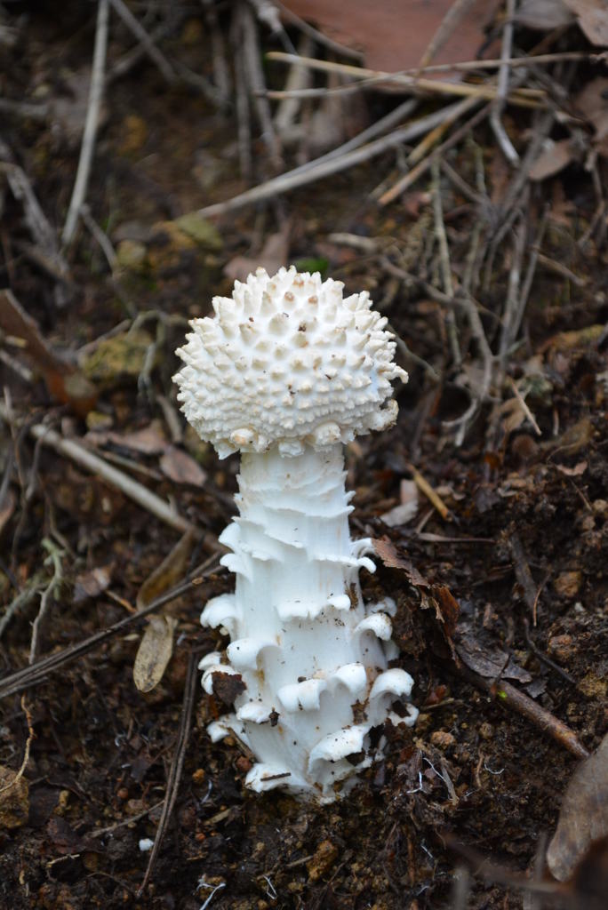 ササクレシロオニタケ幼菌