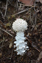 ササクレシロオニタケ幼菌