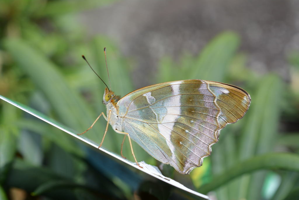 メスグロヒョウモン