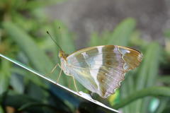 メスグロヒョウモン