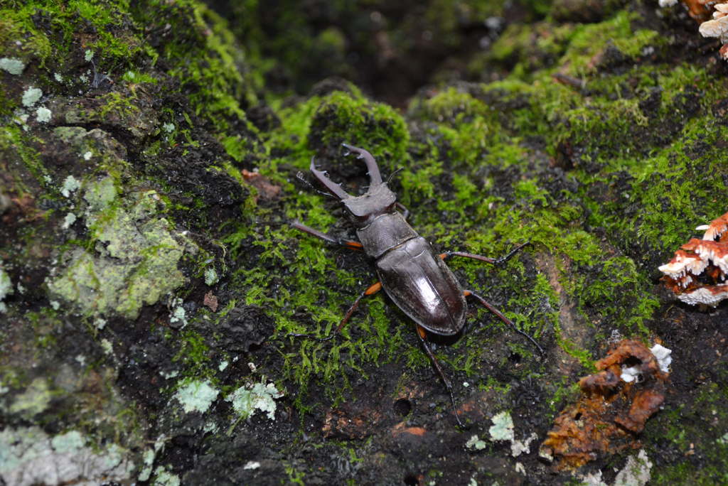 夏の置き土産　ミヤマクワガタ