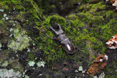 夏の置き土産　ミヤマクワガタ