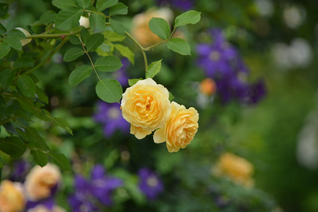 薔薇  Graham  Thomas