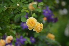 薔薇  Graham  Thomas