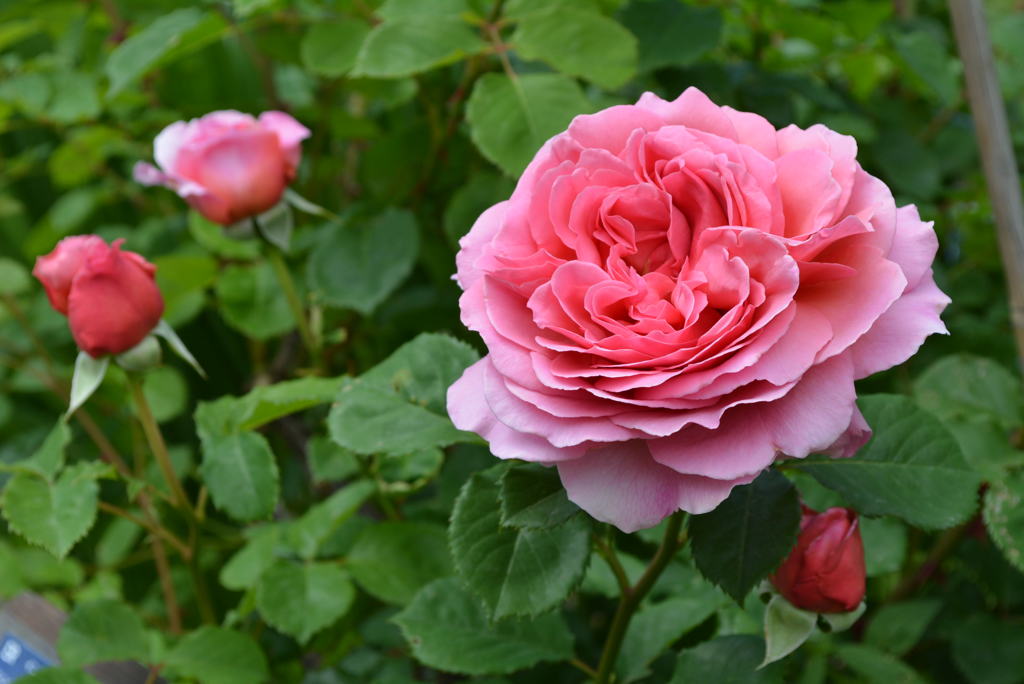 Princess  Alexandra  of  Kent