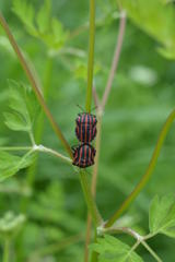 アカスジカメムシ