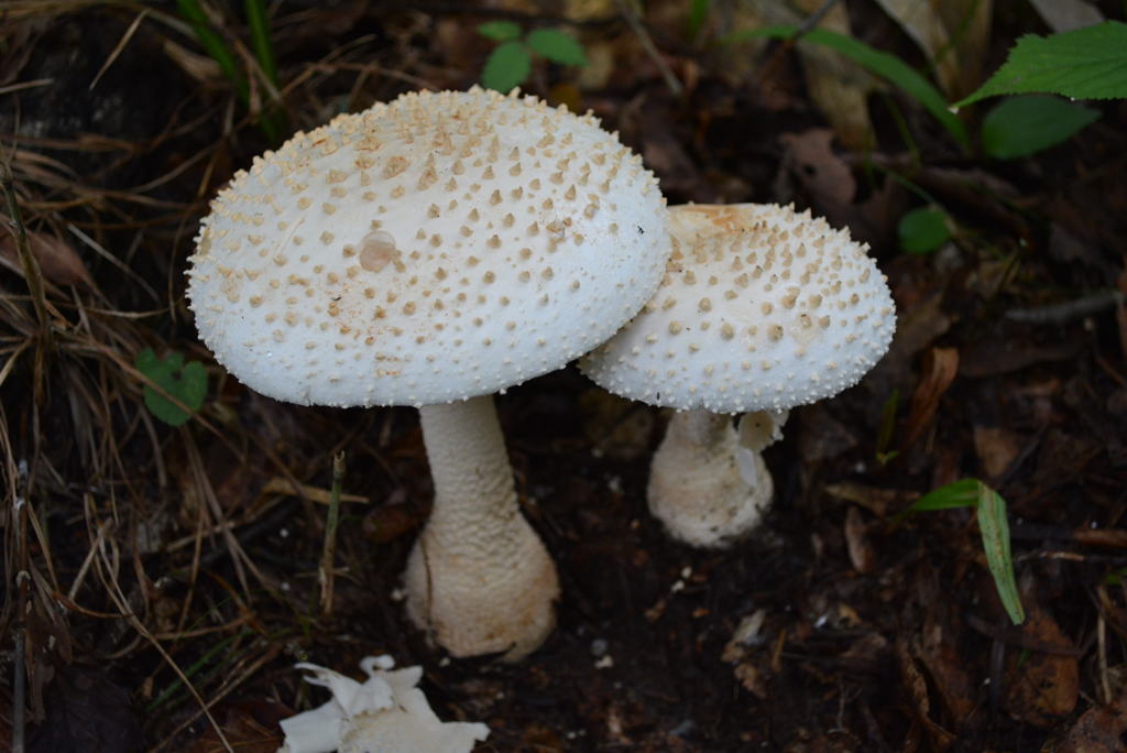 森の中　　シロオニタケモドキ