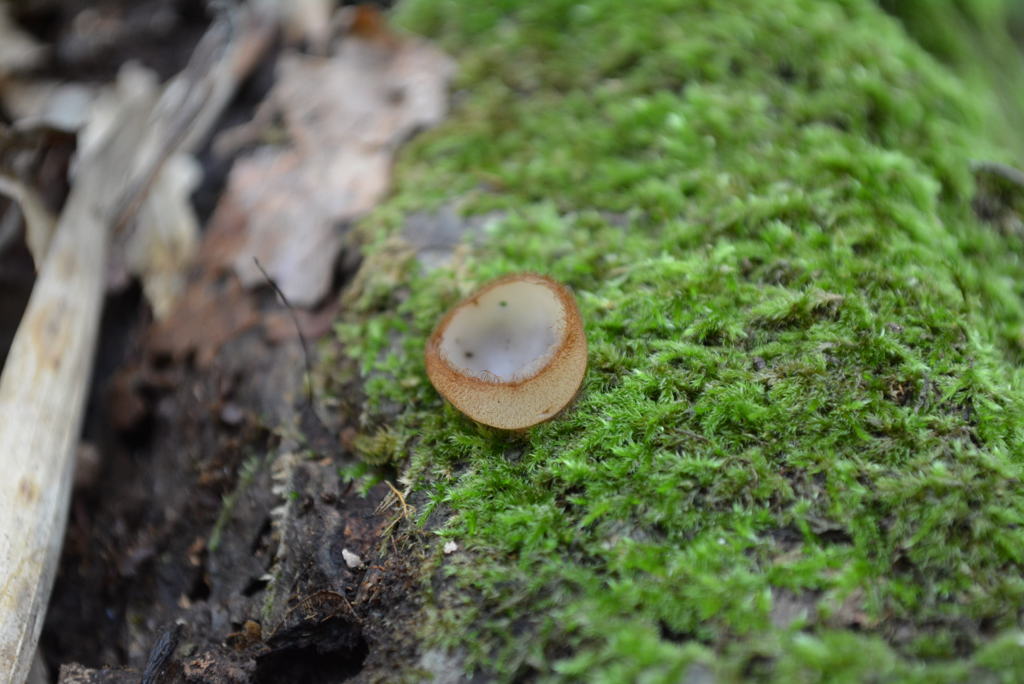 シロスズメノワン