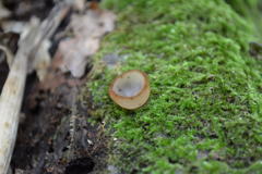 シロスズメノワン