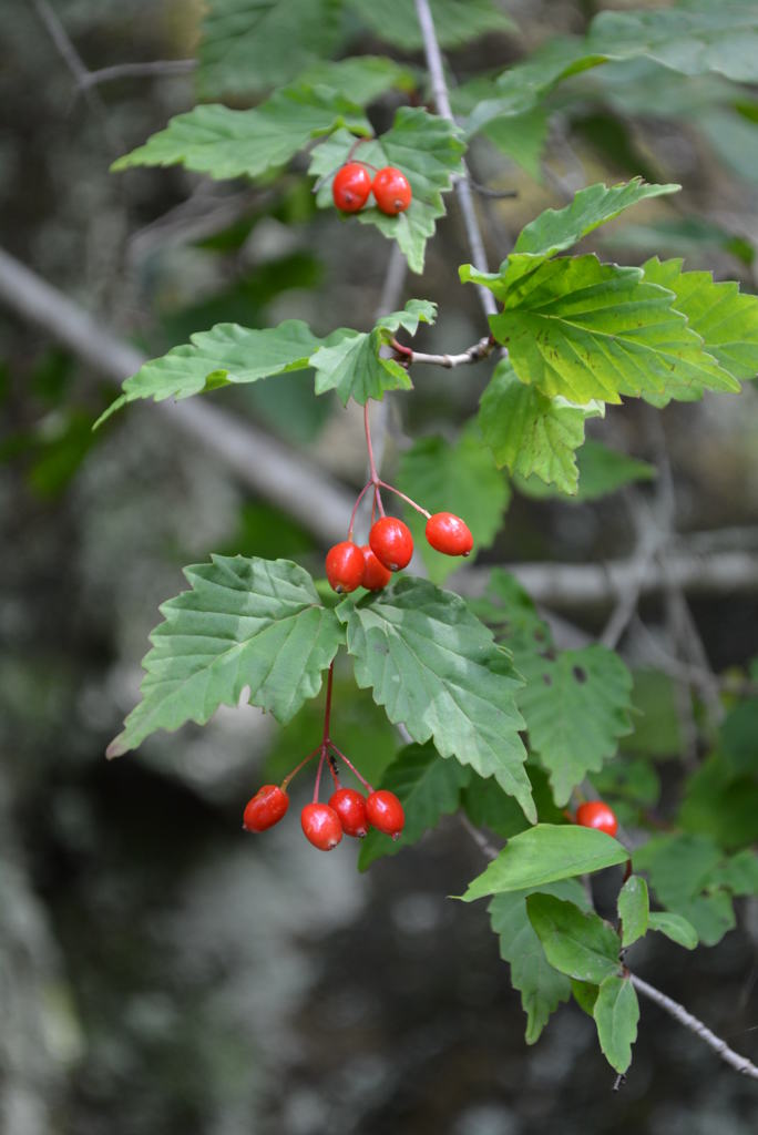 オトコヨウゾメ
