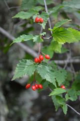 オトコヨウゾメ