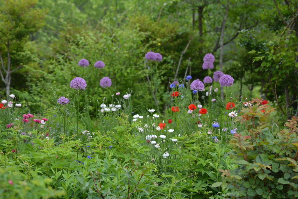 Botanical  Garden  2