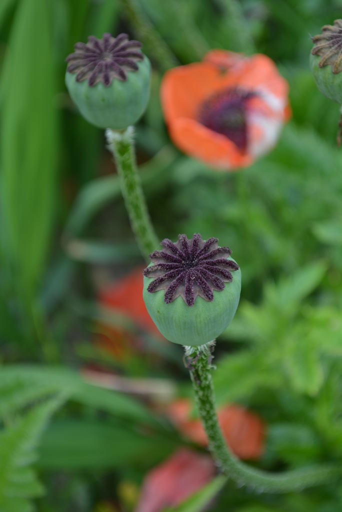 花のあと