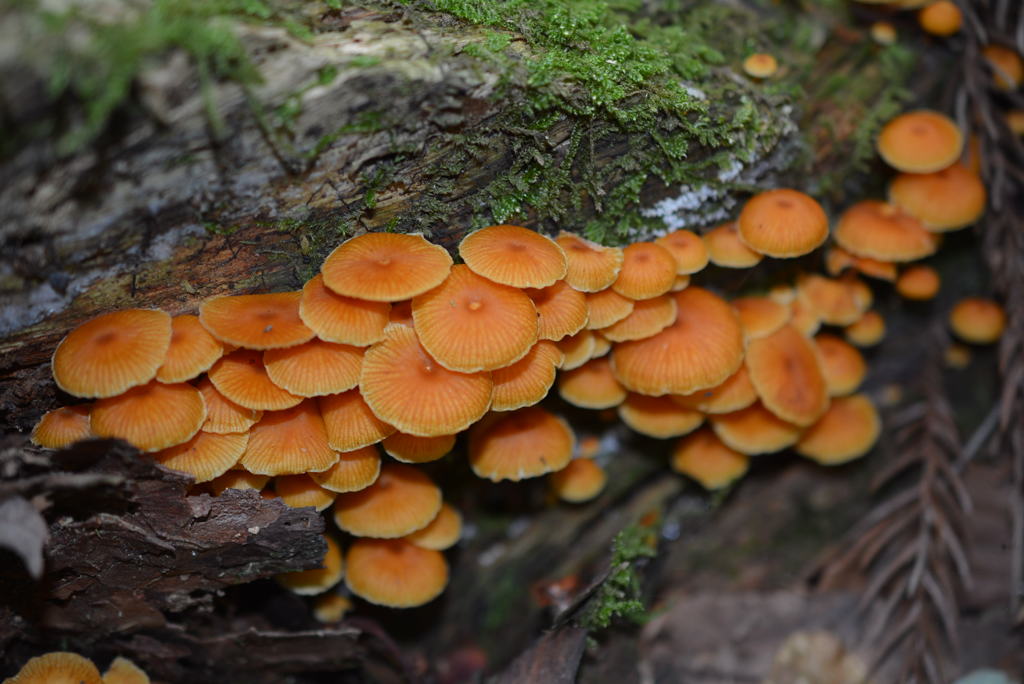 ヒメカバイロタケ