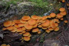 ヒメカバイロタケ