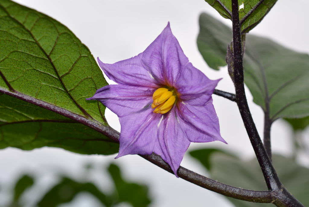 茄子の花