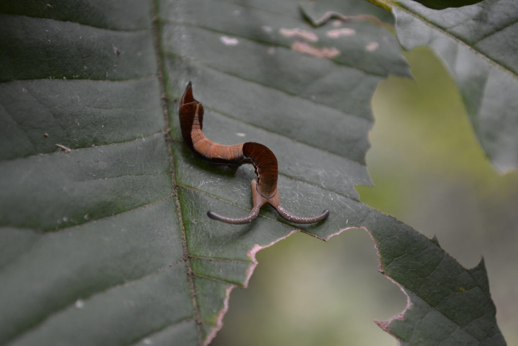 顔は隠したけれども・・・・