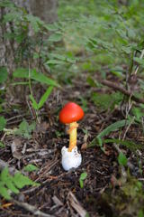 森の中　　タマゴタケ