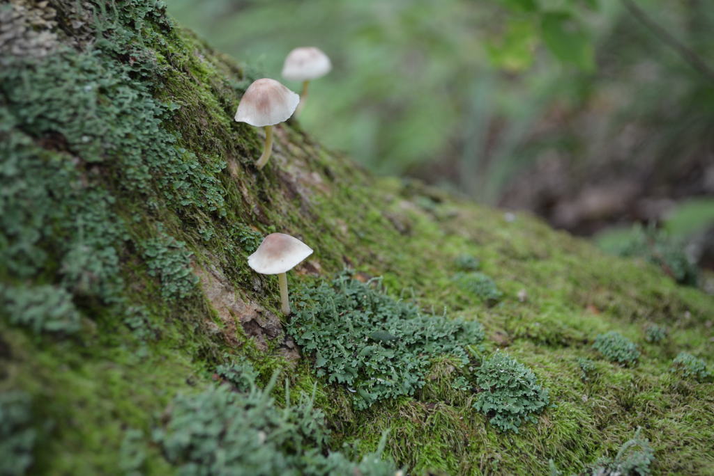 森の中　きのこ