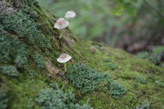 森の中　きのこ