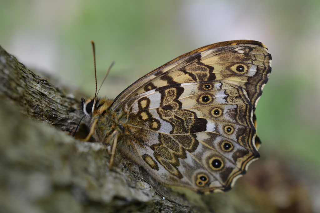 サトキマダラヒカゲ