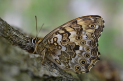 サトキマダラヒカゲ