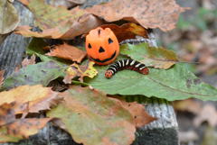 ハロウィンと幼虫