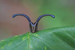 虫の顔　　スミナガシ幼虫