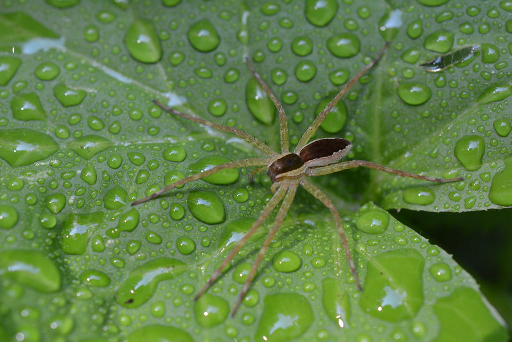 spider