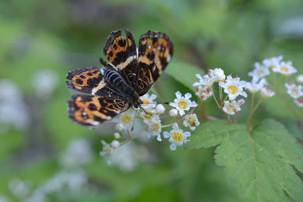コゴメｳﾂｷﾞ＆サカハチチョウ
