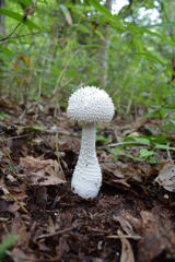 シロオニタケ幼菌