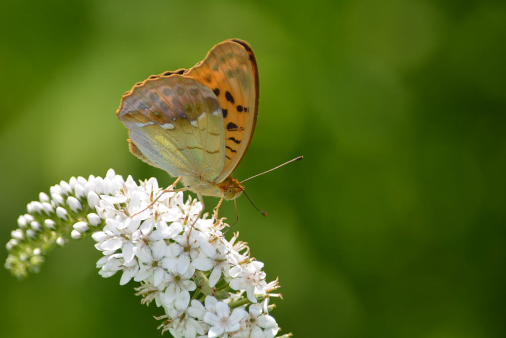 オオウラギンスジヒョウモン