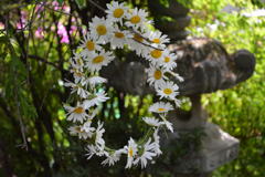 花冠