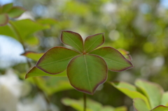 花のよう