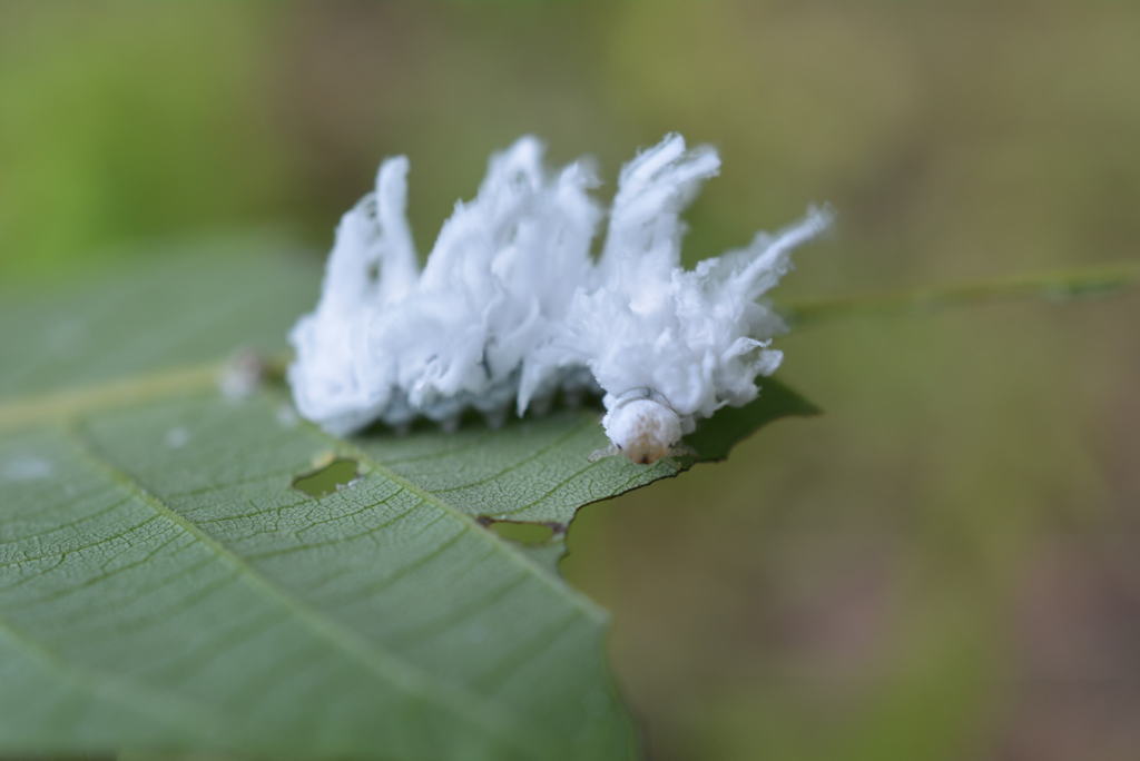 ふわふわ虫 By Mrs J Id 写真共有サイト Photohito