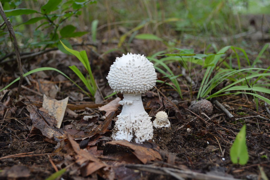 シロオニタケ幼菌