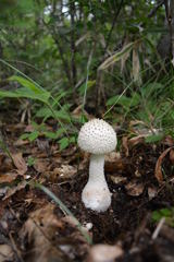 森の中　シロオニタケモドキ