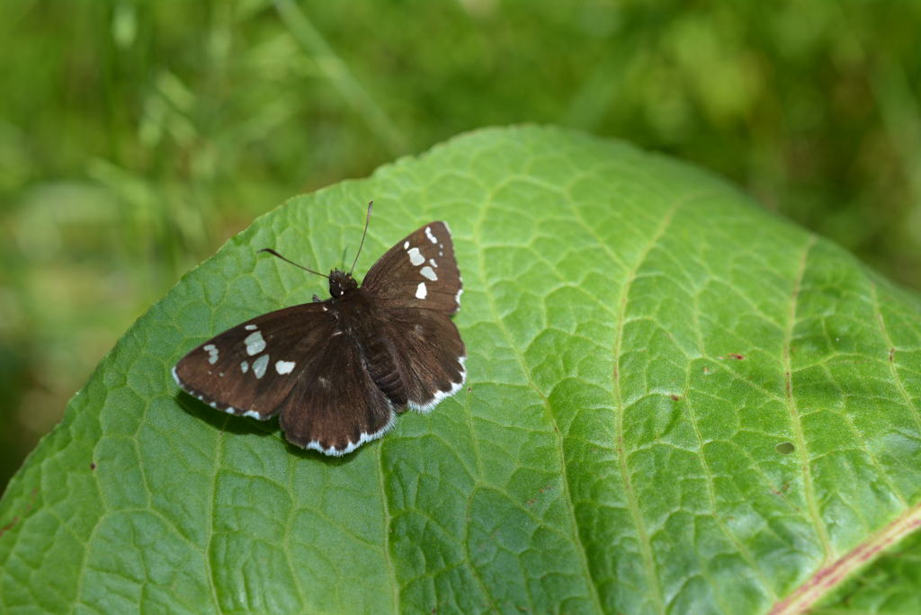 ダイミョウセセリ