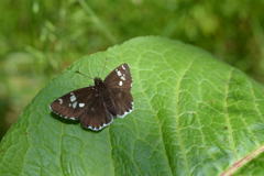 ダイミョウセセリ