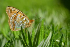 ウラギンヒョウモン